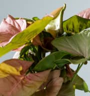 Syngonium 'Red Heart'