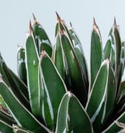 Agave 'Victoriae Reginae'