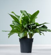 Aglaonema 'Silver Bay' L