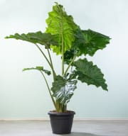 Alocasia 'Portodora' XL