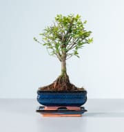 Segeretia Bonsai 'Traditional'