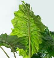 Alocasia 'Portodora' XL