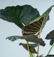 Alocasia 'Regal Shield' XL