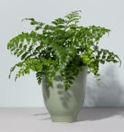 Asplenium 'Parvati'