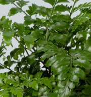 Asplenium 'Parvati'