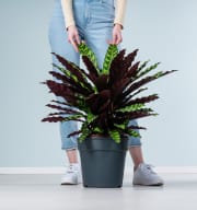 Calathea 'Oppenheimiana' L