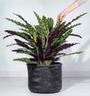 Calathea 'Lancifolia'