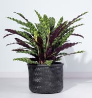 Calathea 'Lancifolia'