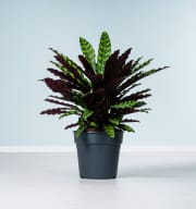 Calathea 'Oppenheimiana' L