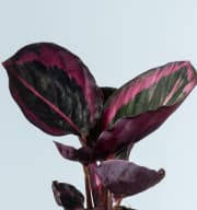 Calathea 'Princess Jesse'