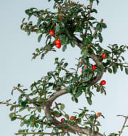 Cotoneaster Bonsai 'Traditional'