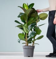 Ficus 'Robusta' XL