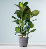 Ficus 'Robusta' XL