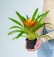 Guzmania 'Flava'