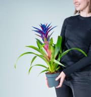 Guzmania 'Sparkling Blue'