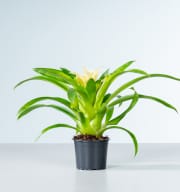 Guzmania 'Evelien'