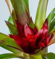 Guzmania 'Sky'