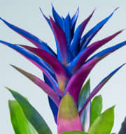 Guzmania 'Sparkling Blue'