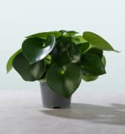 Peperomia 'Raindrop' M