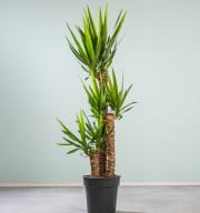 Yucca-Palme XL