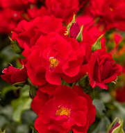 Bodendeckerrose 'Matador®'