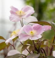 Clematis 'Mayleen'