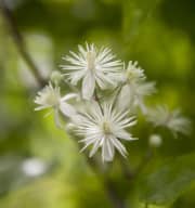 Clematis 'Vitalba'