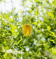 Clematis 'Tangutica'