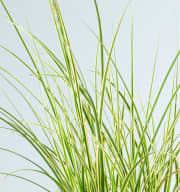 Carex brunnea 'Variegata' M