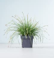 Carex oshimensis 'Everest'