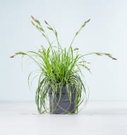 Carex oshimensis 'Feather Falls'