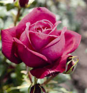 Edelrose 'Johann Wolfgang von Goethe Rose®' - wurzelnackt