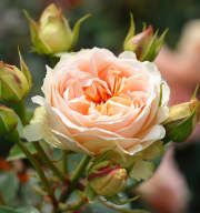 Strauchrose 'Matthias Claudius Rose®' - wurzelnackt