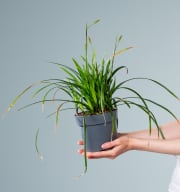 Carex foliosissima 'Irish Green'