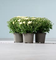 Weiße Chrysantheme 'Garden Mums' - 3 Stück