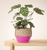 Seegras Korb Pink - 22 cm