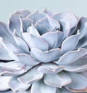 Echeveria 'Lilacina'