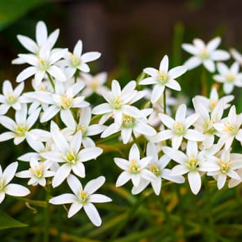 blumenlexikon-blumenarten-von-a-bis-z-entdecken-blume2000
