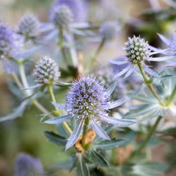 blumenlexikon-blumenarten-von-a-bis-z-entdecken-blume2000