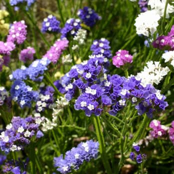 blumenlexikon-blumenarten-von-a-bis-z-entdecken-blume2000