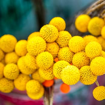 blumenlexikon-blumenarten-von-a-bis-z-entdecken-blume2000