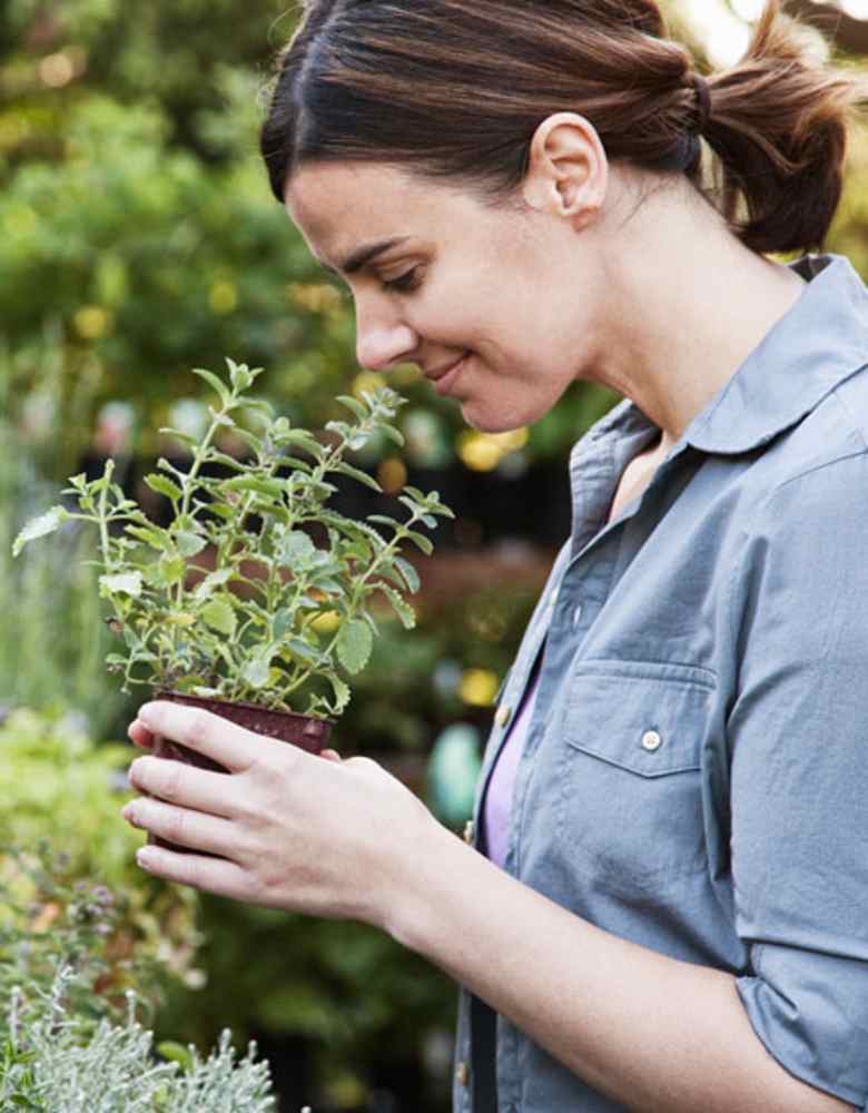 Nutzpflanzen kaufen Gemüse, Obst & Kräuter BLUME2000