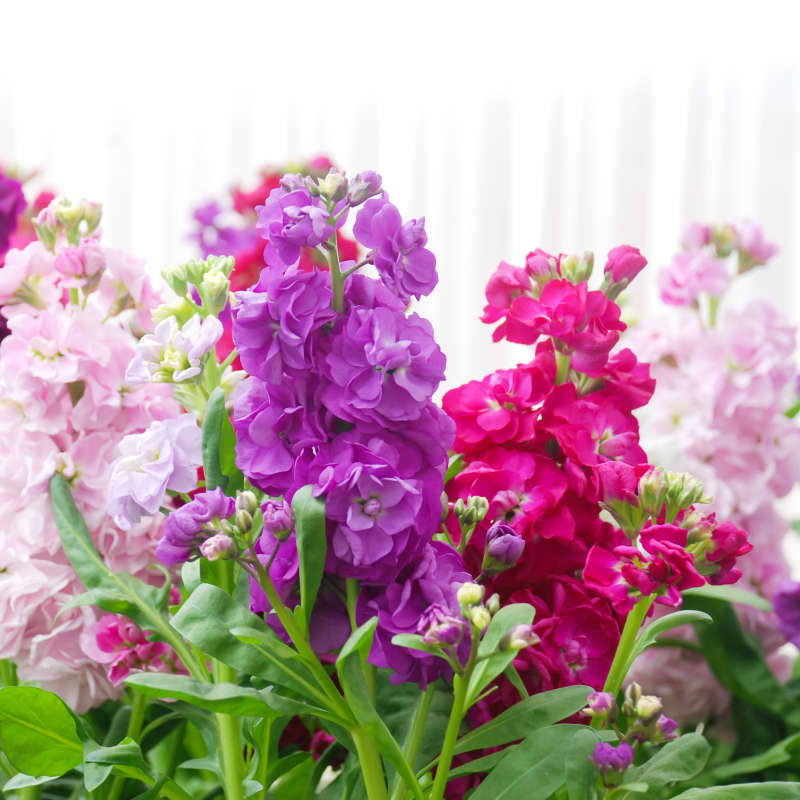 Levkojen Infos, Pflegetipps & mehr BLUME2000