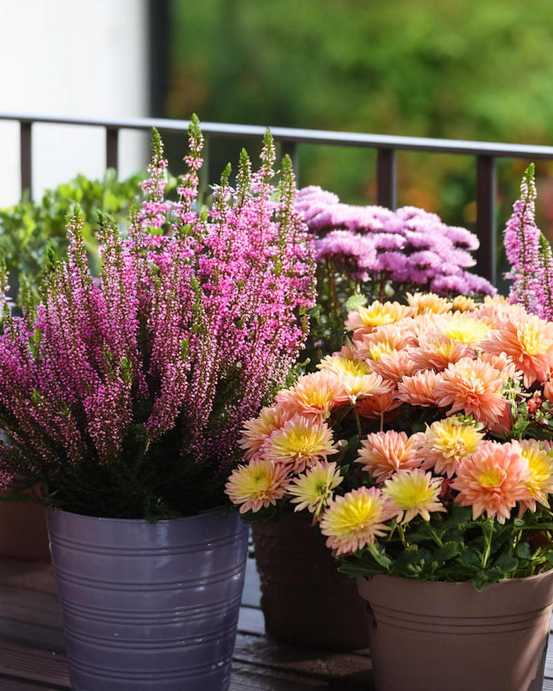 Herbstblumen die schönsten für Balkon & Garten BLUME2000