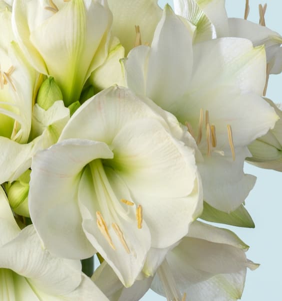 Blumenbund Amaryllis in Weiß 10 Stiele mit Amaryllis