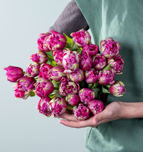 Blumenbund Tulpen Quinty’s Dream 30 Stiele mit Tulpen