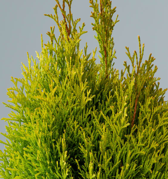 Pflanze Lebensbaum 'Golden Smaragd'