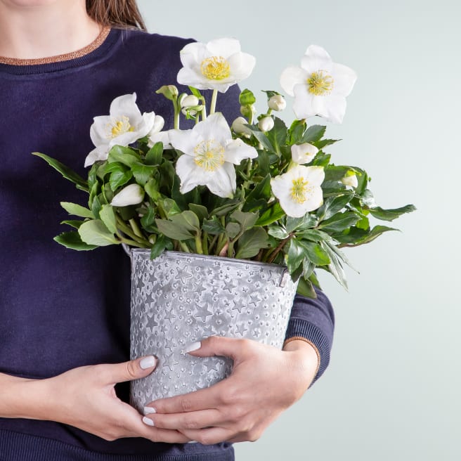 Christrosen kaufen & verschicken BLUME2000