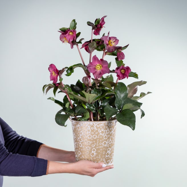 Christrosen kaufen & verschicken BLUME2000