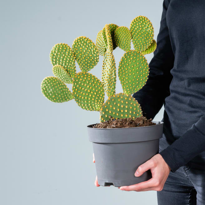 Dovelll 1 Stück Mini Kaktus Mit Roter Blume Künstliche Cactus Pflanze In  Keramik Töpfe Gepflanzt, Gefälschte Sukkulenten In Töpfen, Künstlich  Dekoration Kaktus Kleine Kunstpflanzen Für Heimdekoration Im Büro Regal